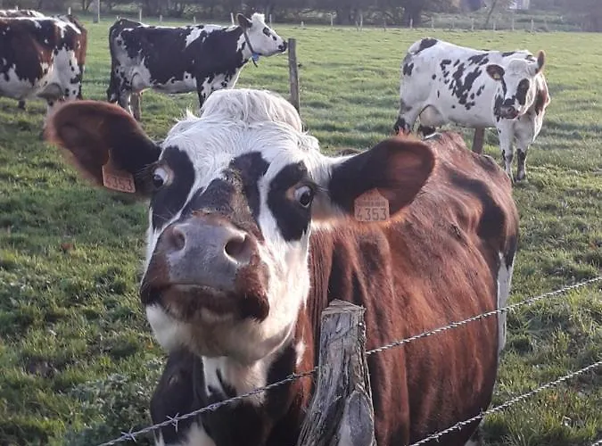 Chambres D'hotes Domaine Du Hutrel Vaux-sur-Aure