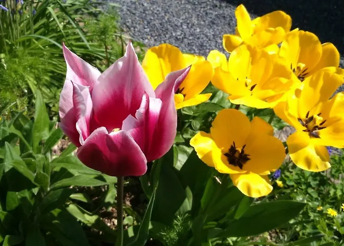 Bed & Breakfast Chambres D'hotes Domaine Du Hutrel 3*